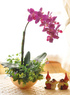 Attractive Tha&iuml;lande Phalaenopsis fleur Rosy Golden Flower Vase soie Set