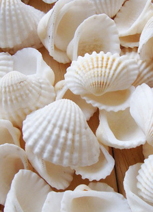 Pack de 75 coquillages de décoration nuptiale à table et sous la douche, comme à la plage