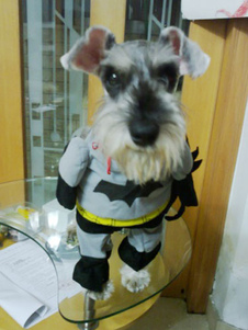 Chien de Batman Costume gris foncé Pet Holloween vêtements