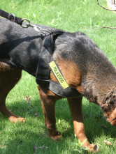 Collier Pour Chien Police Polyester Epaissi  2.5*120cm Noir 