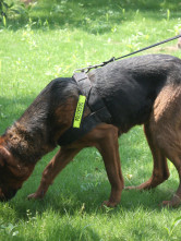 Collier Pour Chien Police Polyester Epaissi  2.5*120cm Noir 