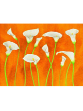 Peintures à L'huile Canevas Calla Lys 50*60 cm 