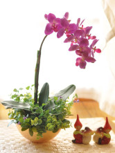 Attractive Thaïlande Phalaenopsis fleur Rosy Golden Flower Vase soie Set