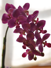 Attractive Thaïlande Phalaenopsis fleur Rosy Golden Flower Vase soie Set