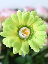 Gerberas Etoffe de soie vert 60cm Bouquet 10cm Diamètre arrangement de fleurs de soie