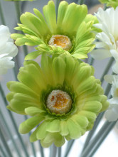Gerberas Etoffe de soie vert 60cm Bouquet 10cm Diamètre arrangement de fleurs de soie