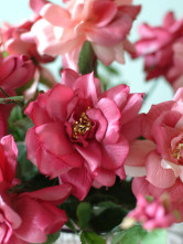 76cm de haut rose et fuchsia 13cm diamètre de la fleur de camélia Etoffe de soie
