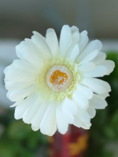 Gerbera blanc Etoffe de soie 60 cm Longueur 10 cm Diamètre Arrangement soie