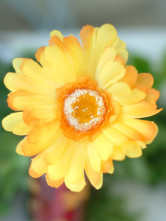 Jaune gerberas Etoffe de soie 60cm Bouquet de fleurs de soie de 10 cm de diamètre